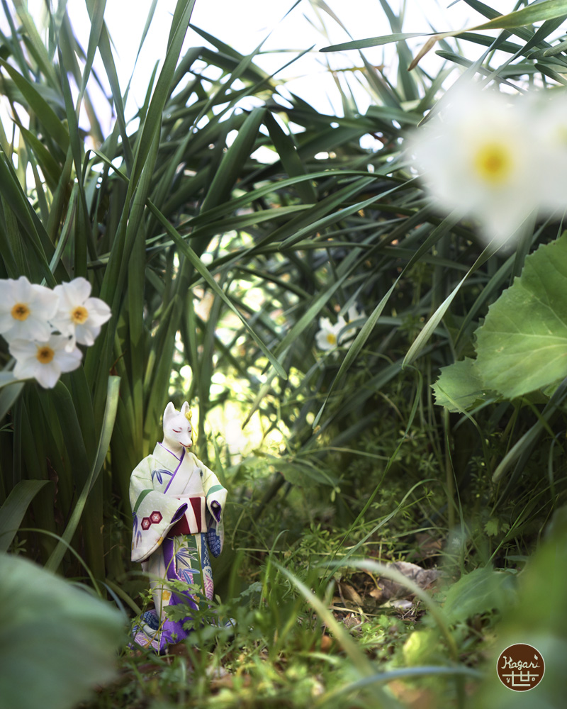 White fox standing among white daffodils beneath tunnel-like overgrown grass