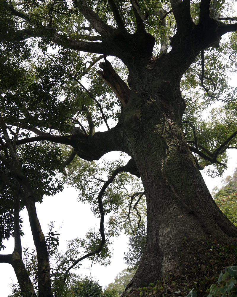 Large old camphor tree in the garden of a Japanese atelier